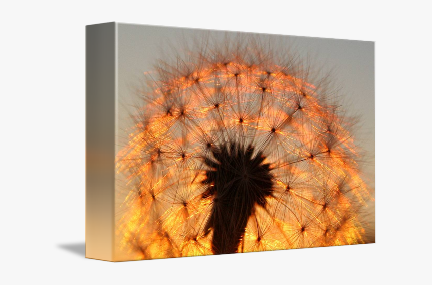 Hedgehog Cactus, HD Png Download