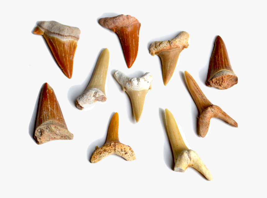 Our Sharks - Marine Invertebrates, HD Png Download