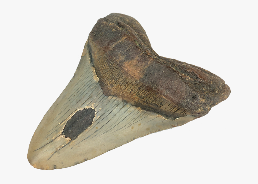 Fossilized Megalodon Sharks Tooth - Moth, HD Png Download