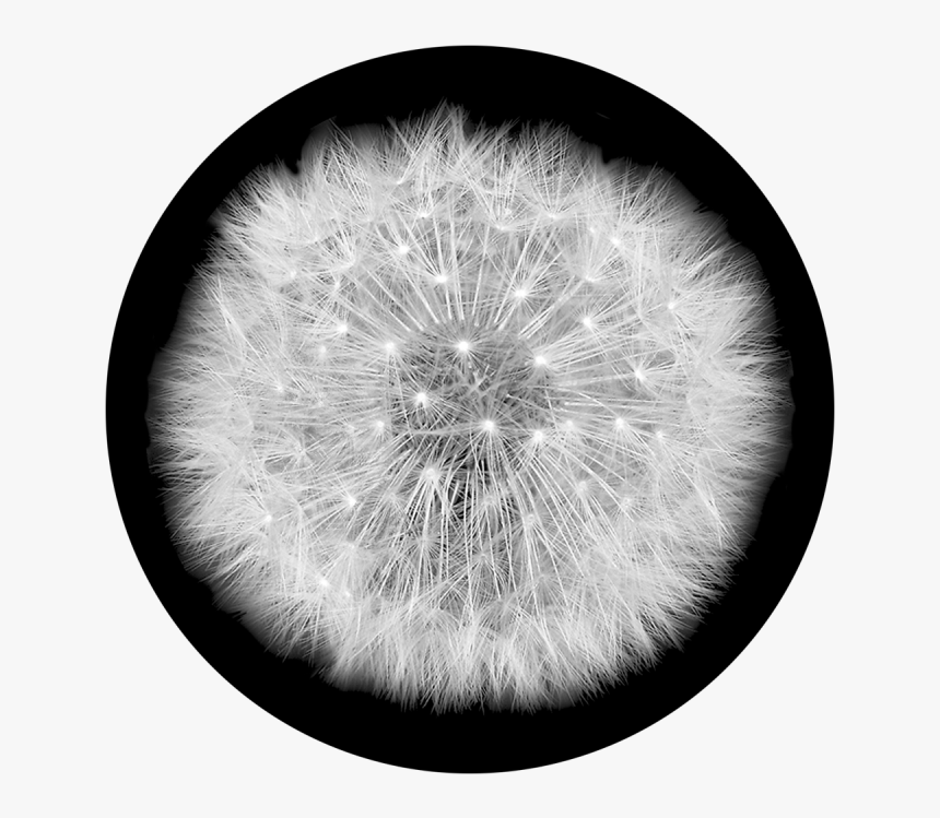 Dandelion Clipart Wind Drawing - Dandelion, HD Png Download