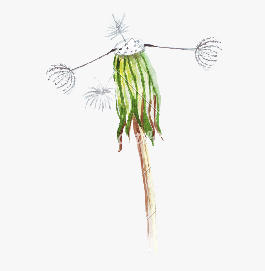 Hand Drawing Of Watercolor Pencil Wilted Dandelion - Wilted Dandelion Drawing, HD Png Download