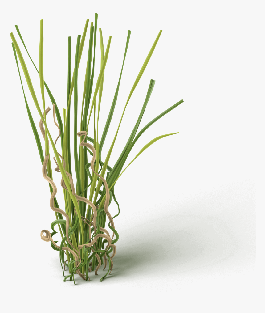 Grass, HD Png Download