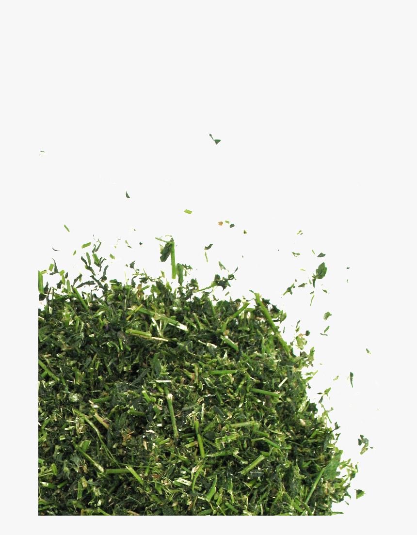Non Gmo Alfalfa 
 Data Ww [ 702px , 702px , 702px , - Chopped Grass Png, Transparent Png