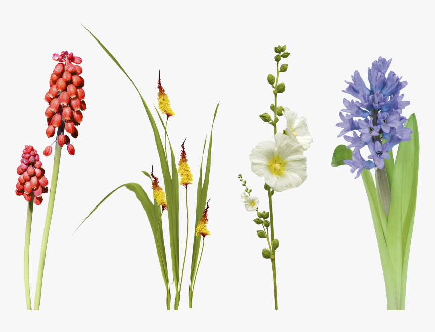 Transparent Flower Overlay Png - Hyacinth, Png Download