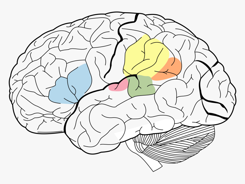 Science Of Human Nature - Wernicke's Area, HD Png Download