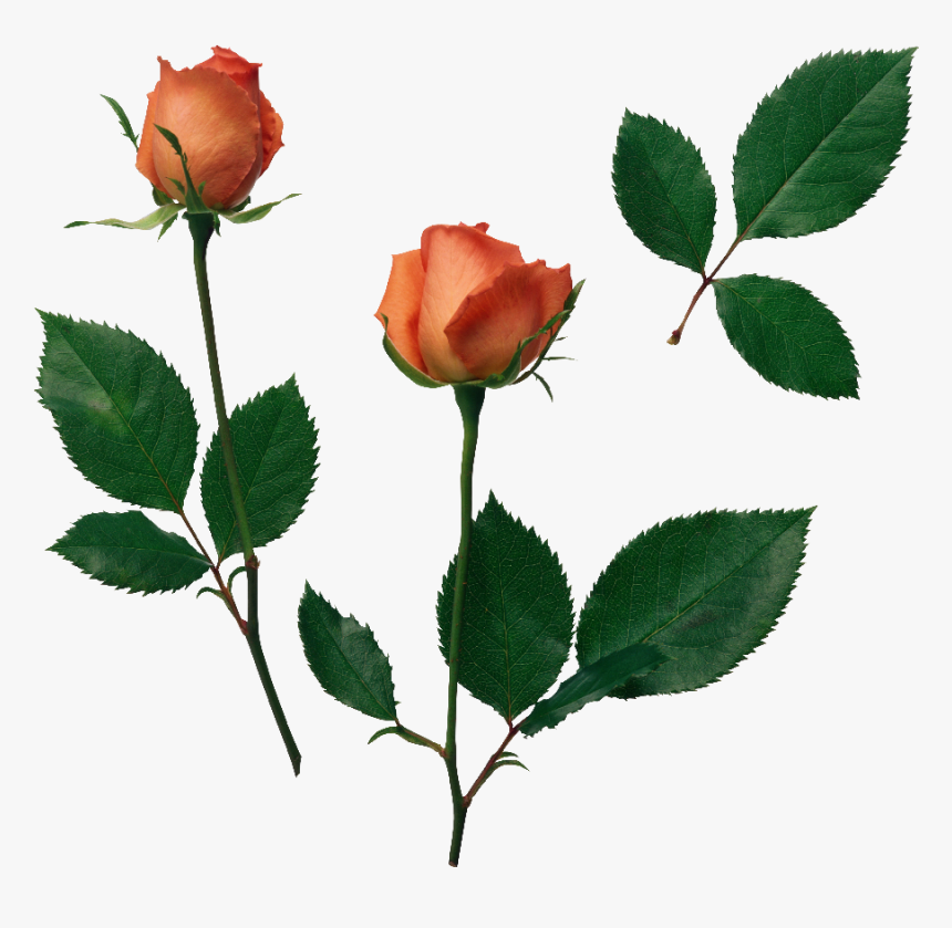 Flower, Overlay, And Png Image - Folha De Roseiras, Transparent Png