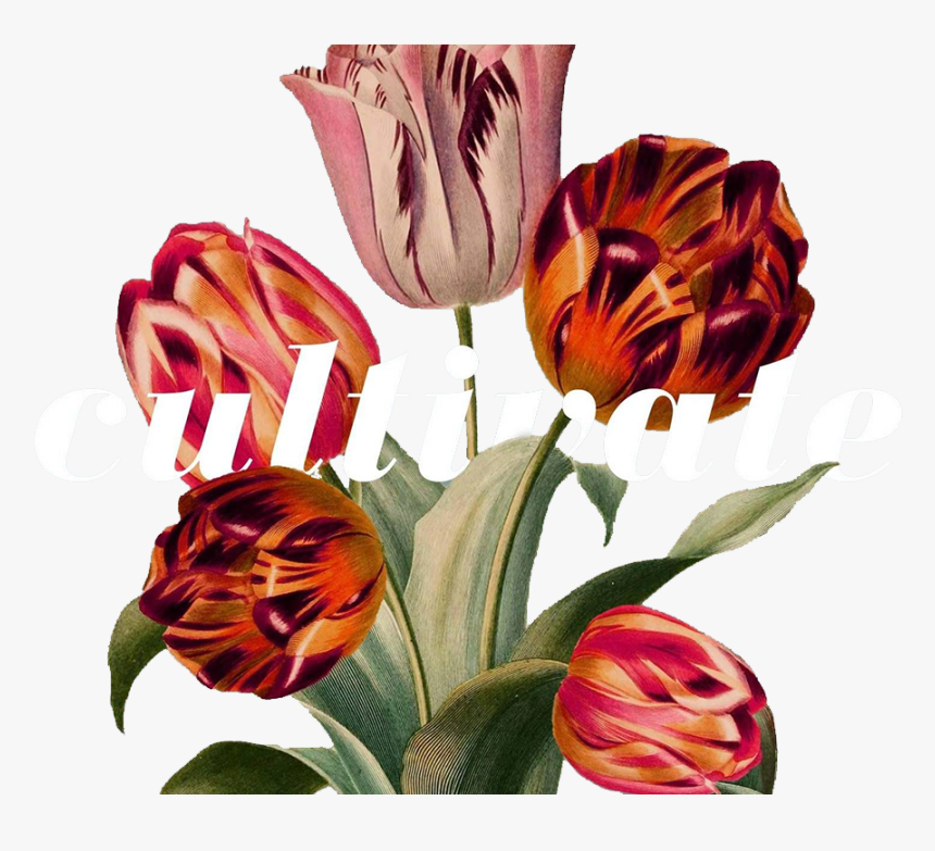 Transparent Flower Overlay Png - Taxonomía Tulipan, Png Download