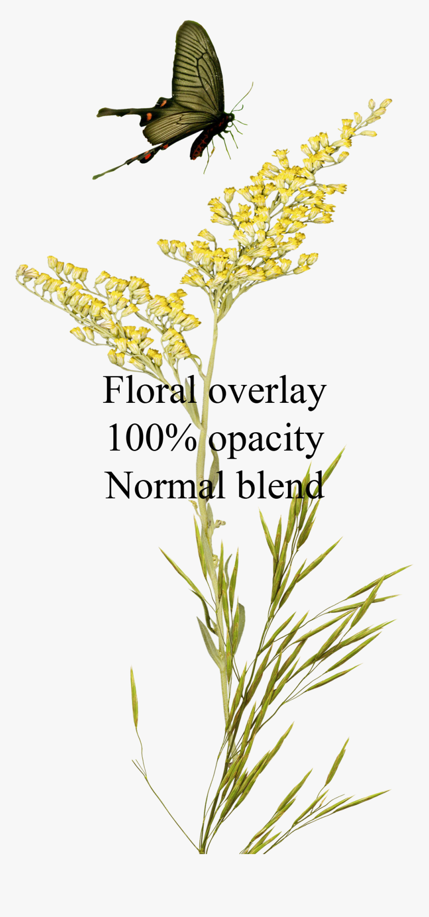 Floral-overlay - Twig - Empathy, HD Png Download