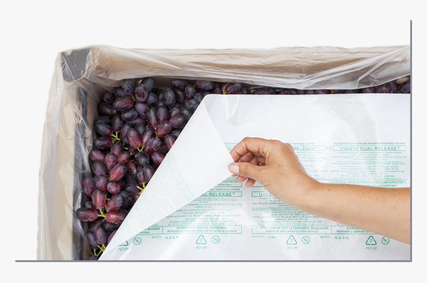 Uvasys Emailing I2 - Seedless Fruit, HD Png Download