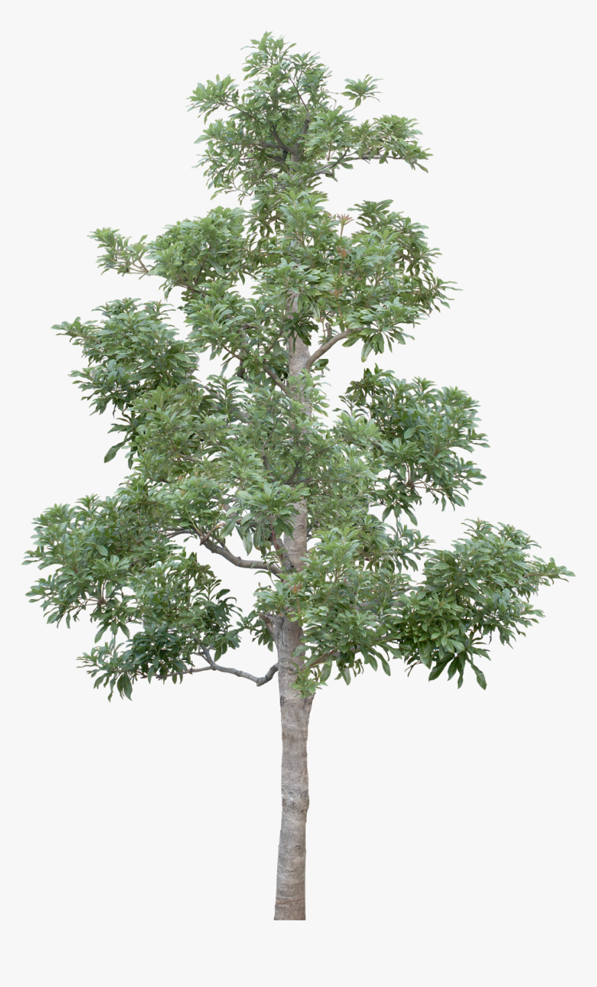 Tree Minimalist Poster, HD Png Download