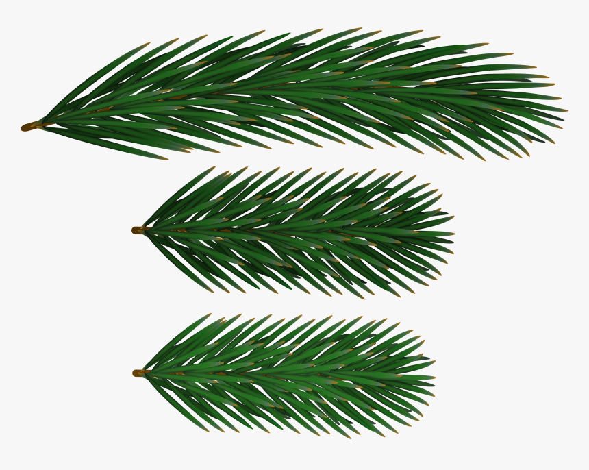 Pine Branches Clip Art - Spruce Branch Clip Art, HD Png Download