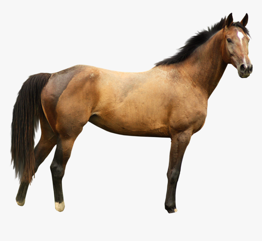 Free Download Of Horse Icon Clipart - Horse Images White Background, HD Png Download