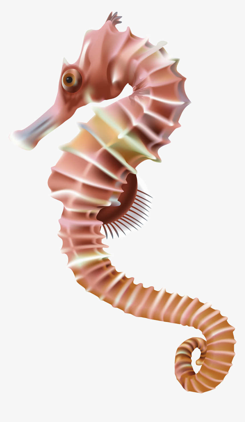 Sea Horse Png - Sea Horse Png Transparent, Png Download