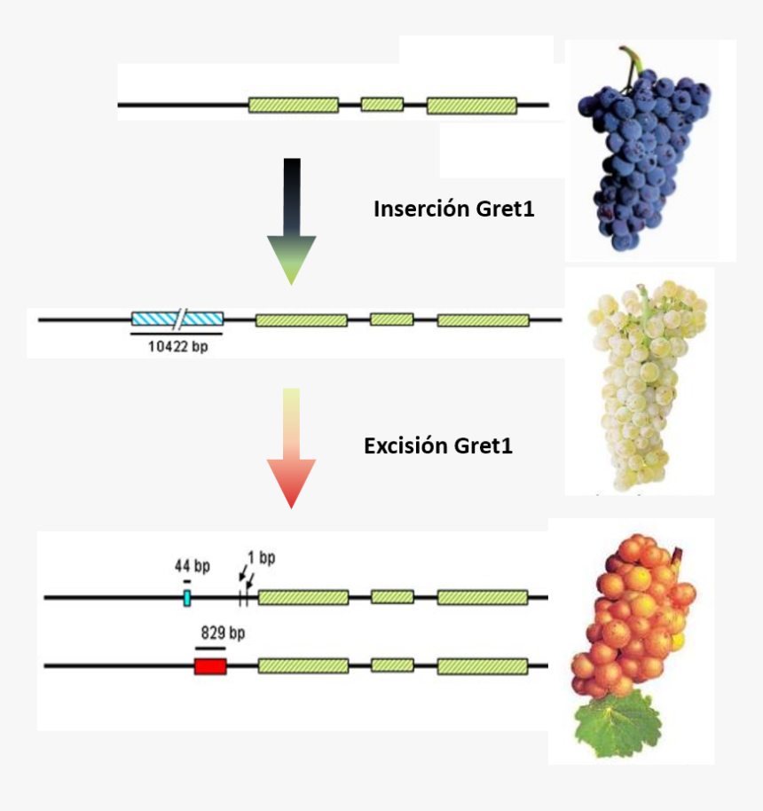 Seedless Fruit, HD Png Download