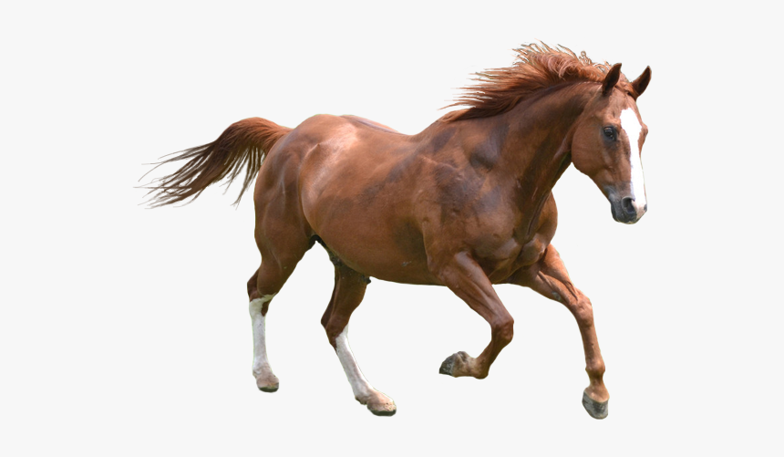 Horse Dog Pet Icon - Horse Running Image Png, Transparent Png