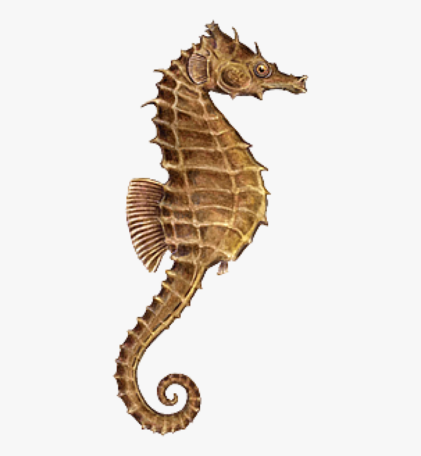 Seahorse,fish - Seahorse Png, Transparent Png