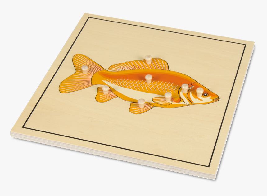 Casti Tela Ryba Montessori, HD Png Download