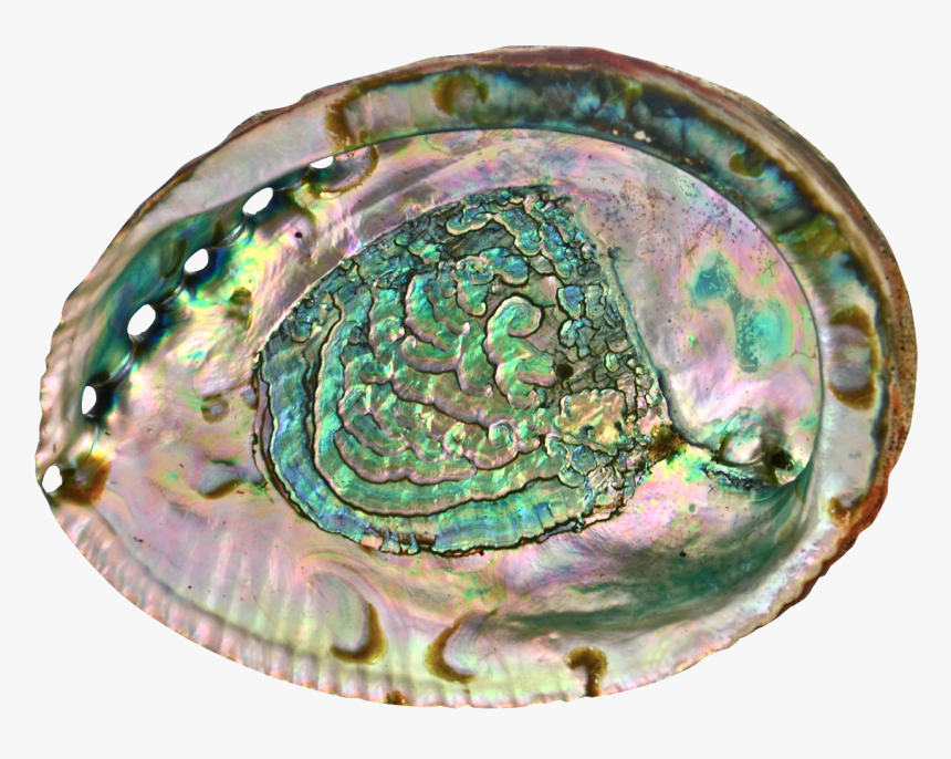 Shell Transparent Abalone - Abalone Shell Transparent Background, HD