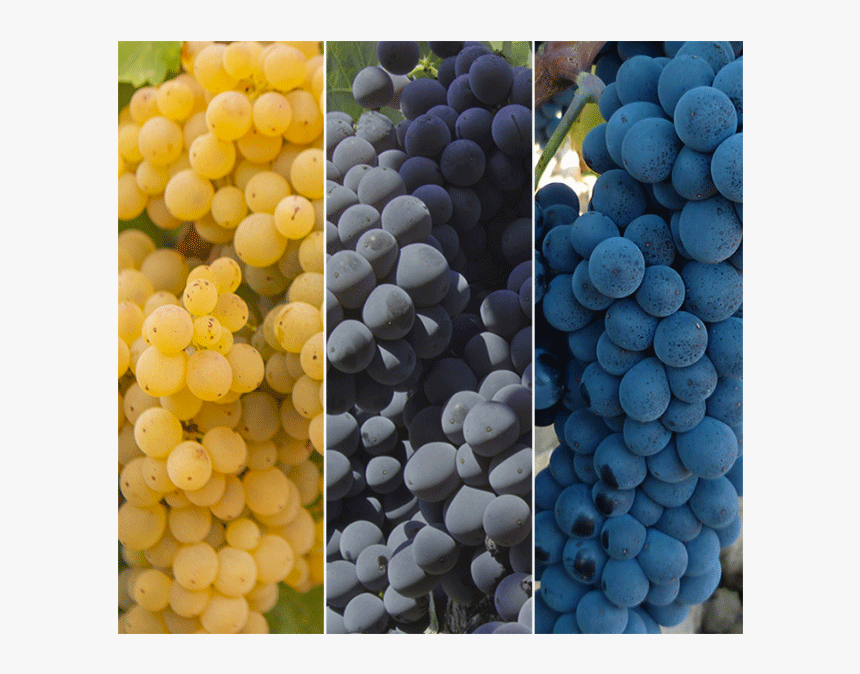 Laqvarta Uvas - Seedless Fruit, HD Png Download