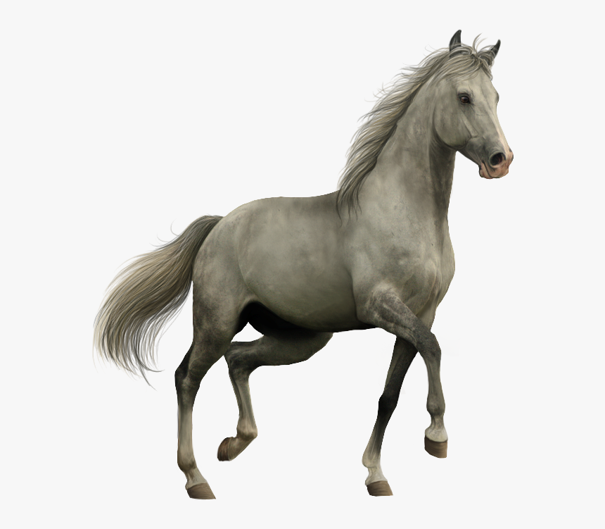 Horse Png Download - Horse Png, Transparent Png