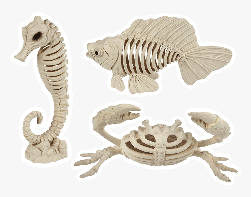 Sea Bonez Set - Halloween Sea Life Skeleton, HD Png Download