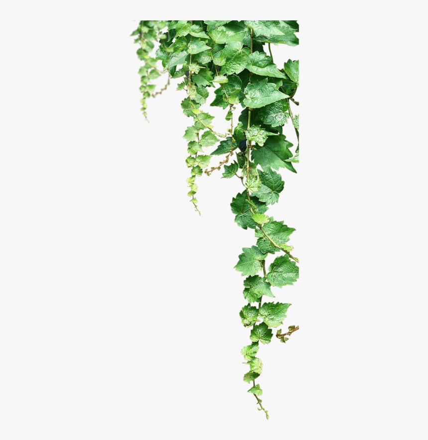 Clip Art Videira Uvas Clip Art - Transparent Background Vines Png, Png Download