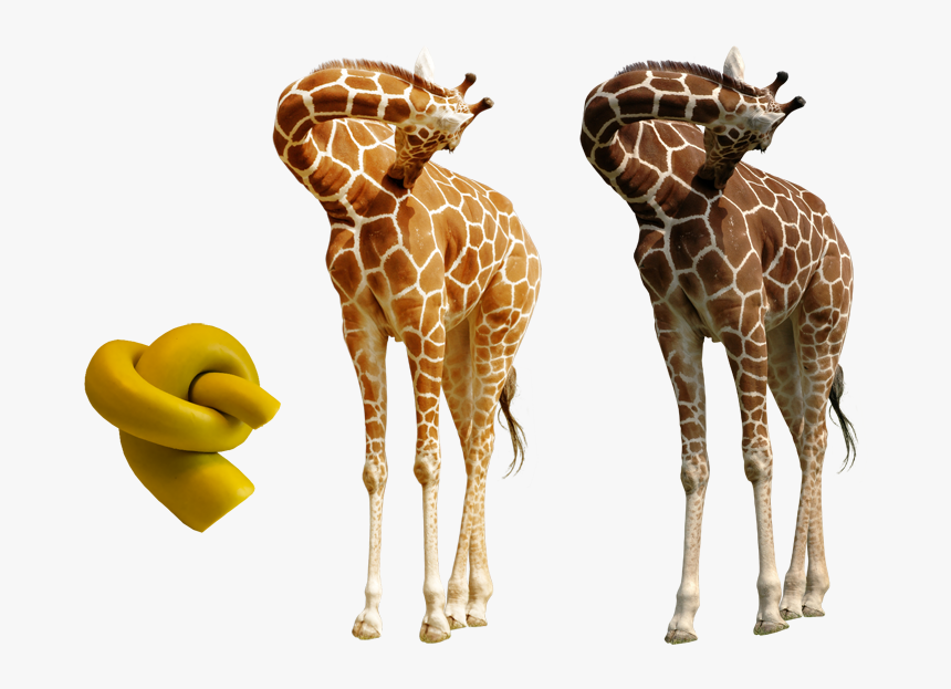 Giraffe Photoshop, HD Png Download