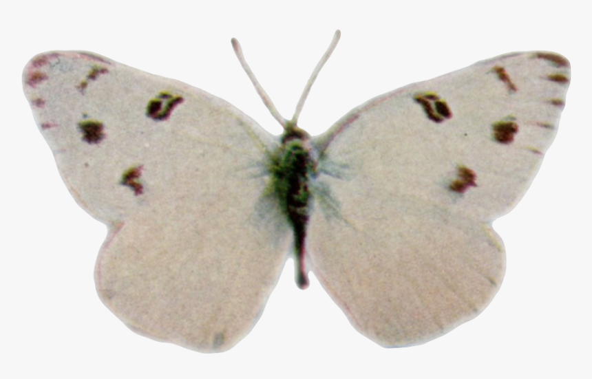 Pontia Protodice-transparent - Anthocharis, HD Png Download