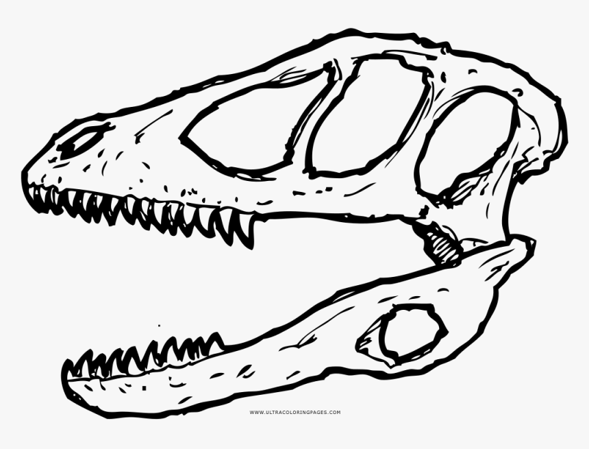 Deinonychus Skull Coloring Page - Skull, HD Png Download