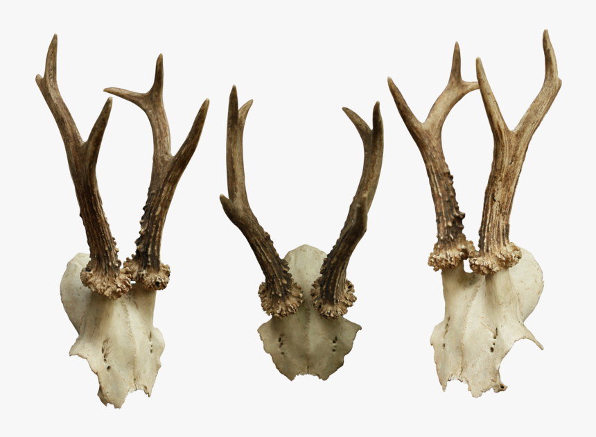 Animal Skulls Bone - Animal Skulls Png, Transparent Png
