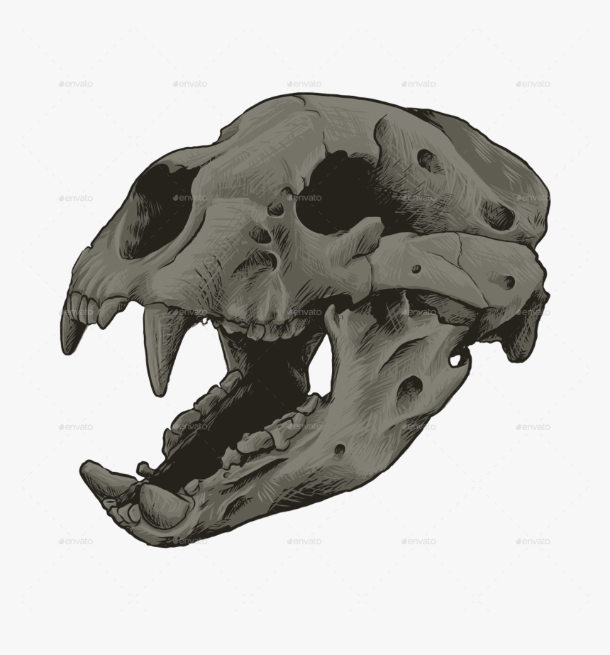 Skull, HD Png Download
