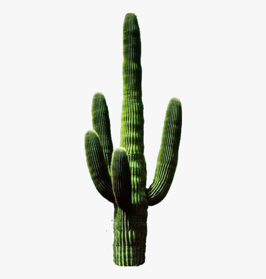 Saguaro Png , Pictures - Cactus Png, Transparent Png