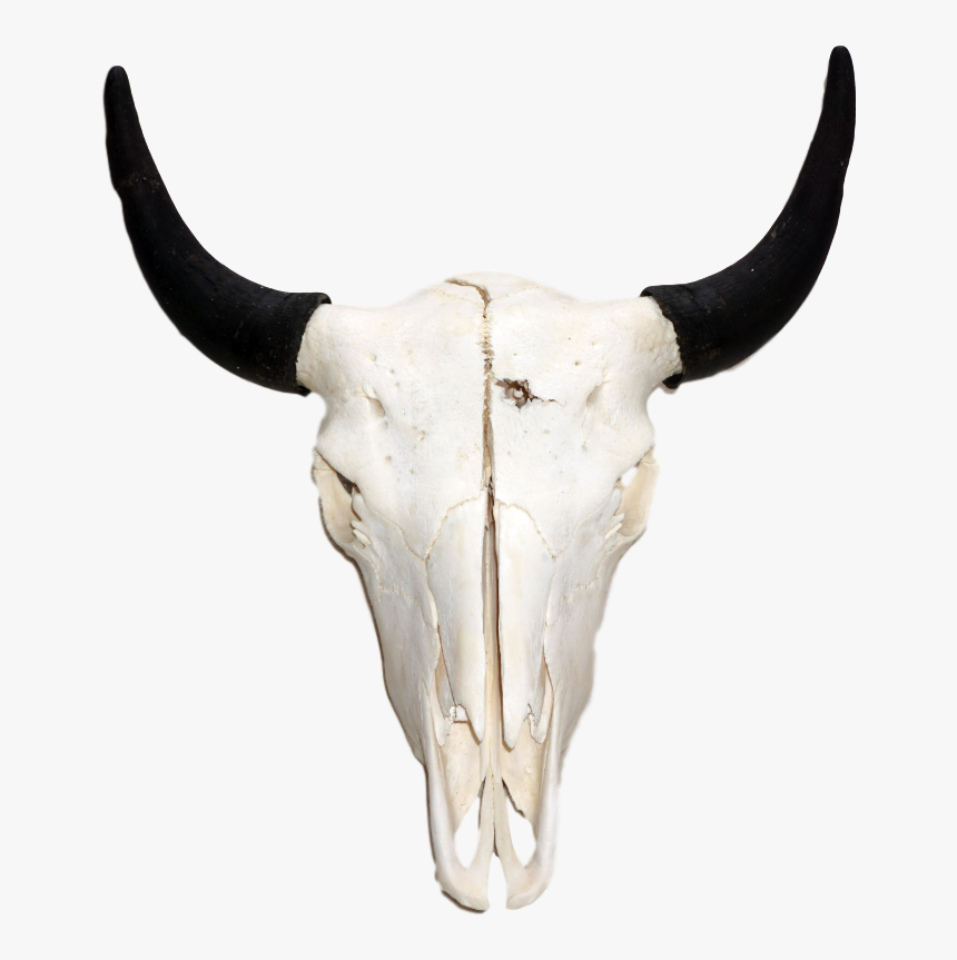 White Bison Skull - Bison Skull Png, Transparent Png