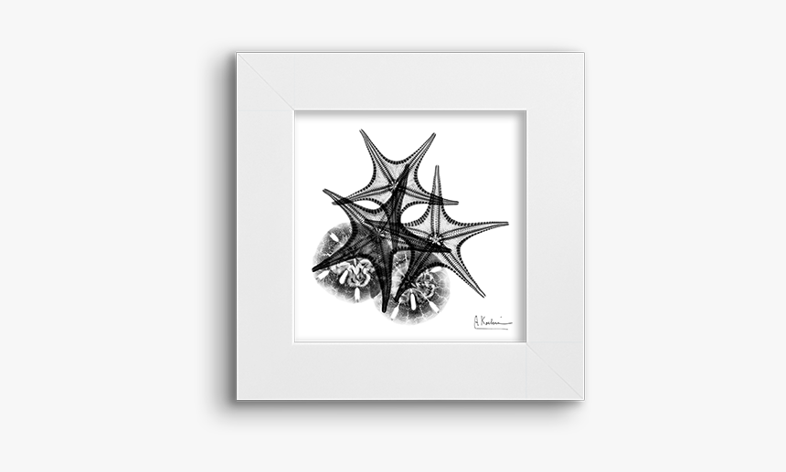 Spider Web, HD Png Download