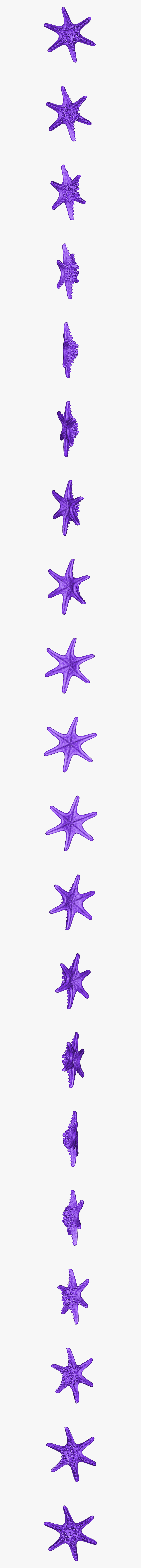 Starfish, HD Png Download