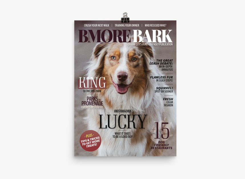 Australian Shepherd Brown And White, HD Png Download