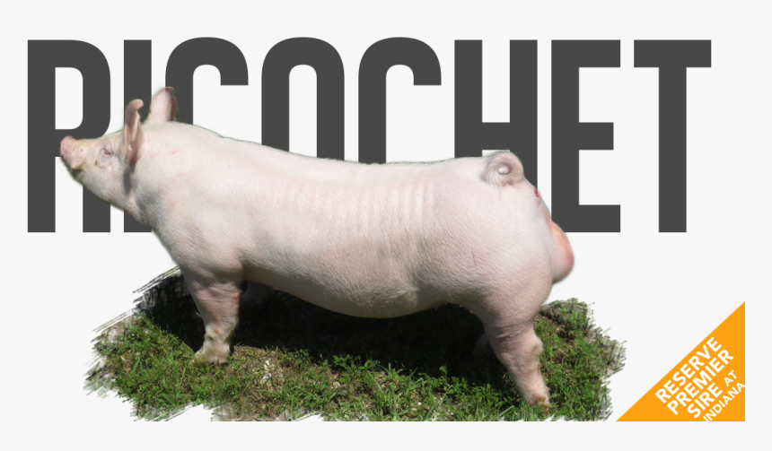 Domestic Pig, HD Png Download