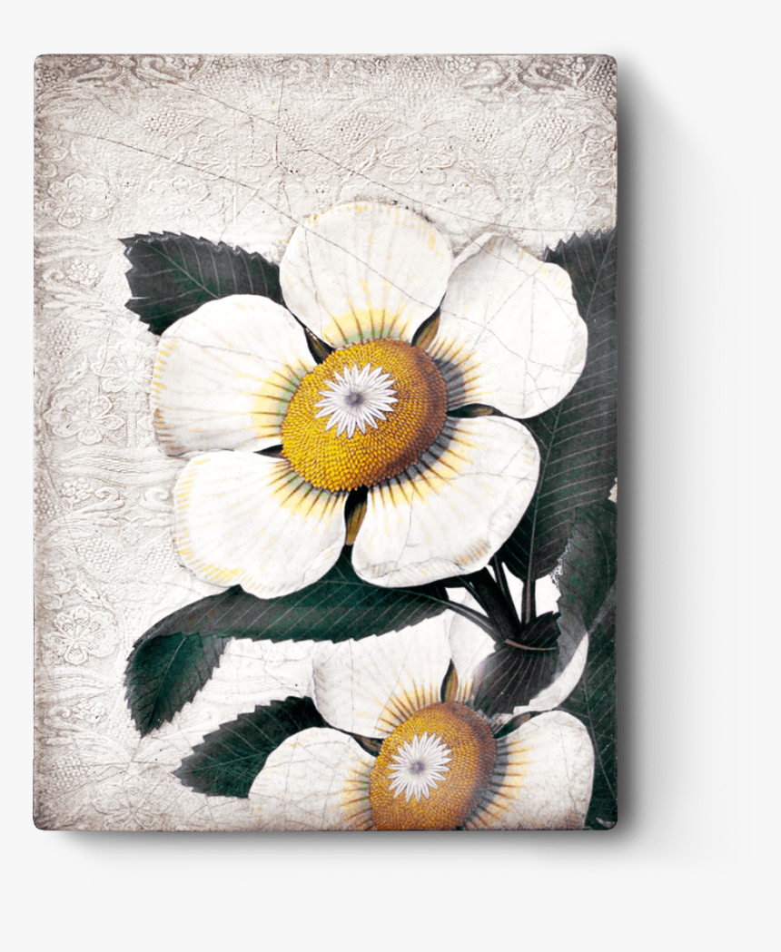 Sid Dickens Inc, HD Png Download