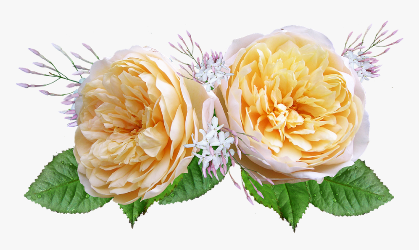 Rose, David Austin, Yellow - Rosas De Color Amarillo Y Naranja Png, Transparent Png