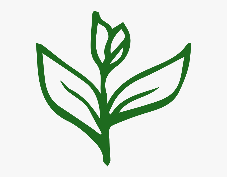 Tea Types, HD Png Download