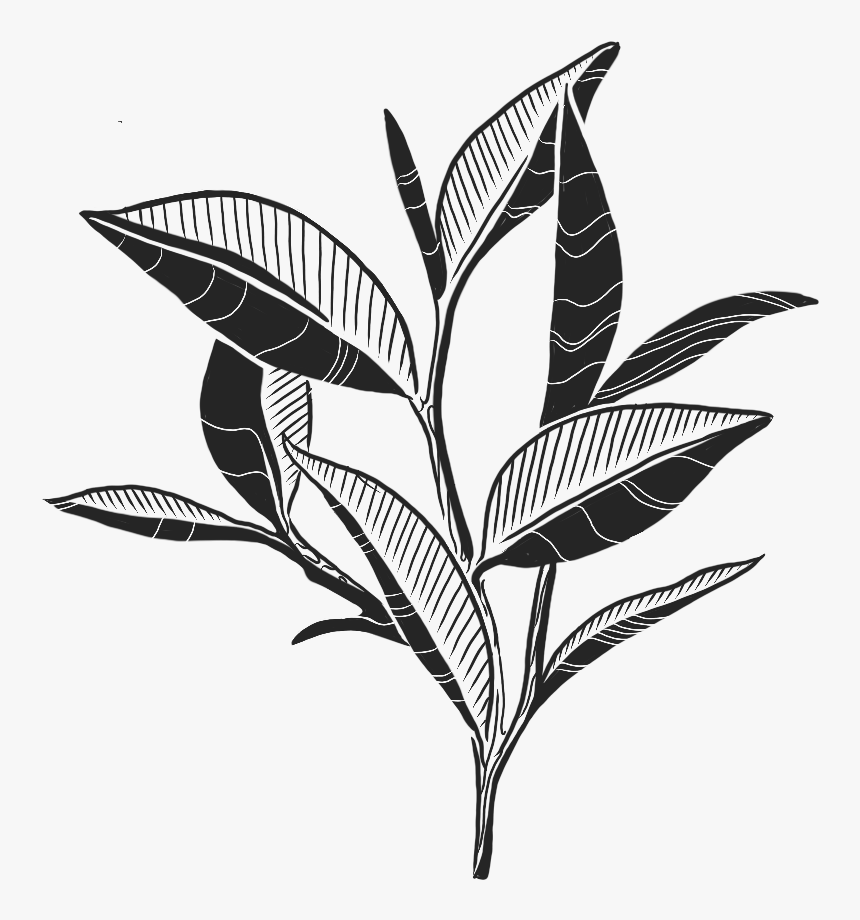 Picture - Monochrome, HD Png Download