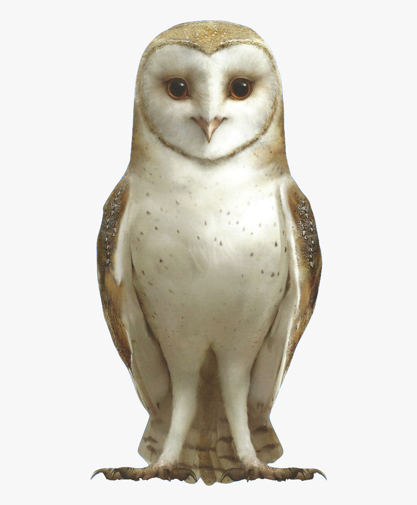 Barn Owl Png -barn Owl - Marella Guardians Of Ga Hoole, Transparent Png