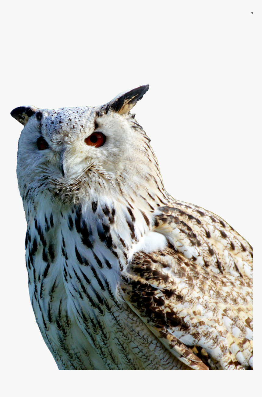 Barn Owl Owl Raptor Free Photo - Sova Png, Transparent Png