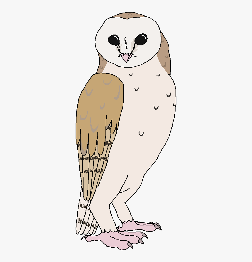 Owl, HD Png Download