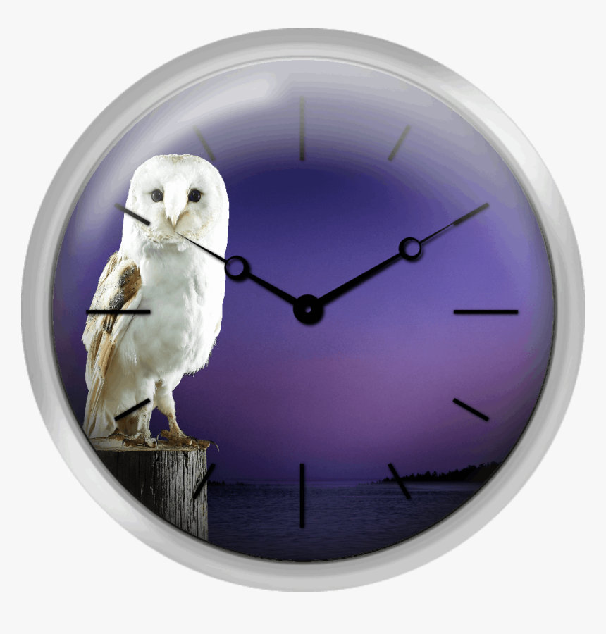 Barn Owl Standing On Log With Sunset Background - Snowy Owl, HD Png Download