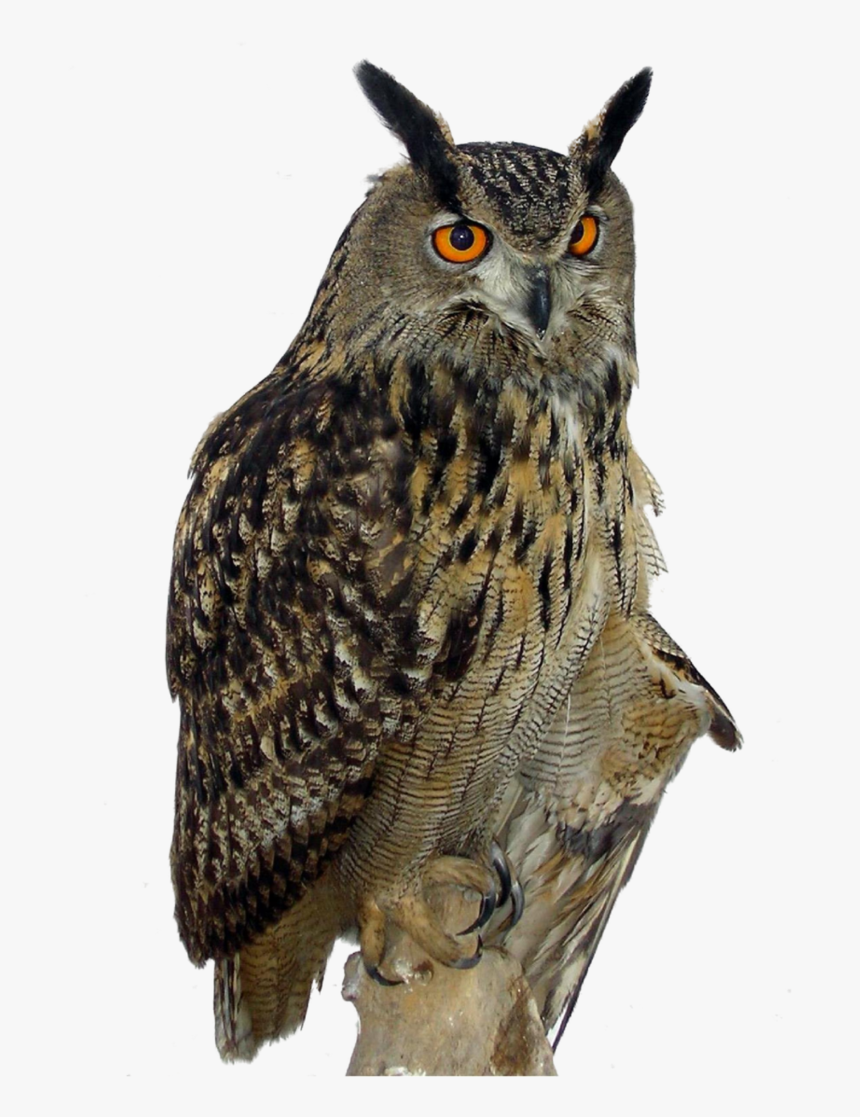 Owls Png Free Background - Owl Png Hd, Transparent Png