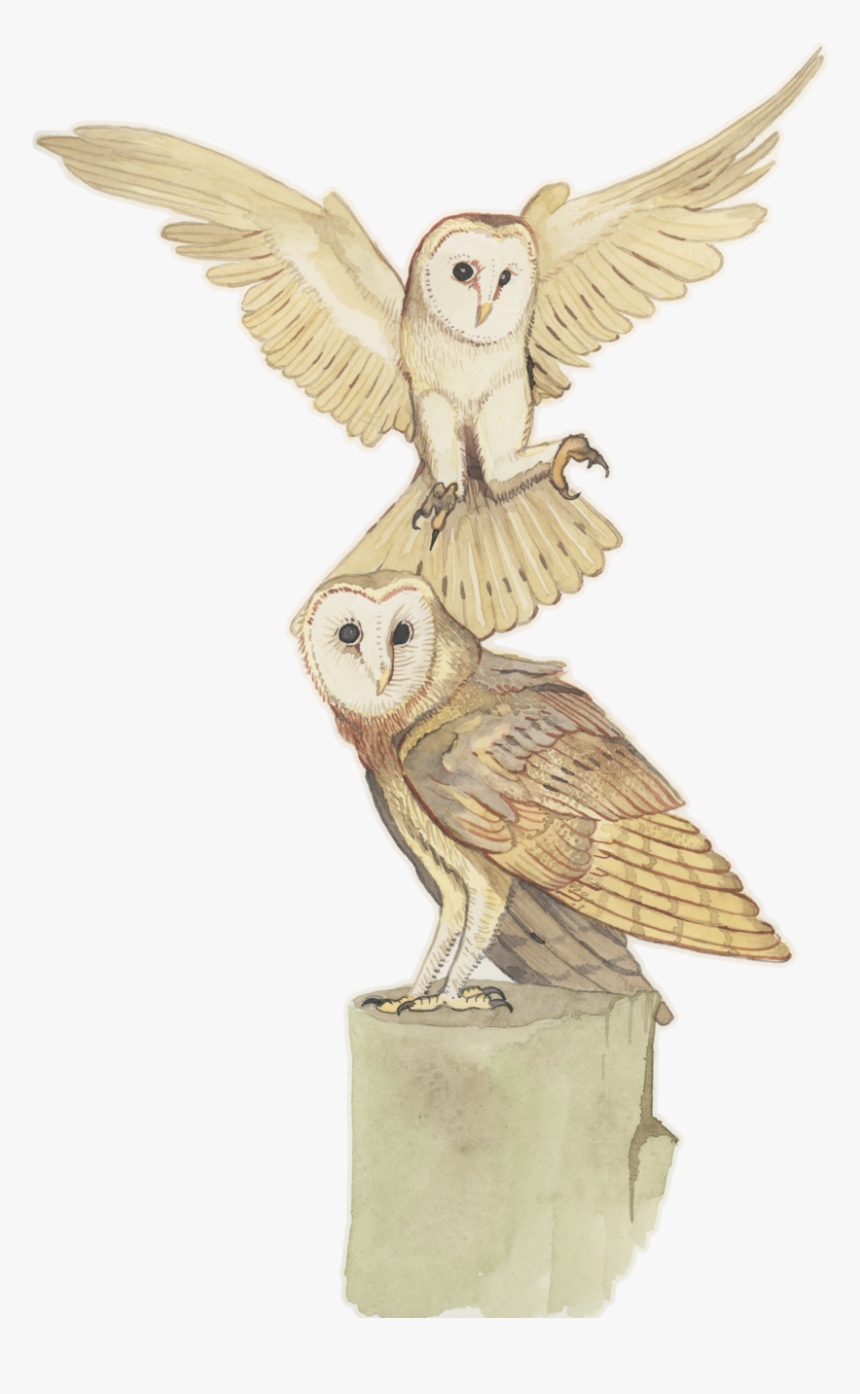 Owl Watercolor, HD Png Download