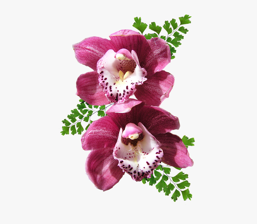 Orchids, Pink, Maiden Hair, Fern - Orchid Flowers, HD Png Download