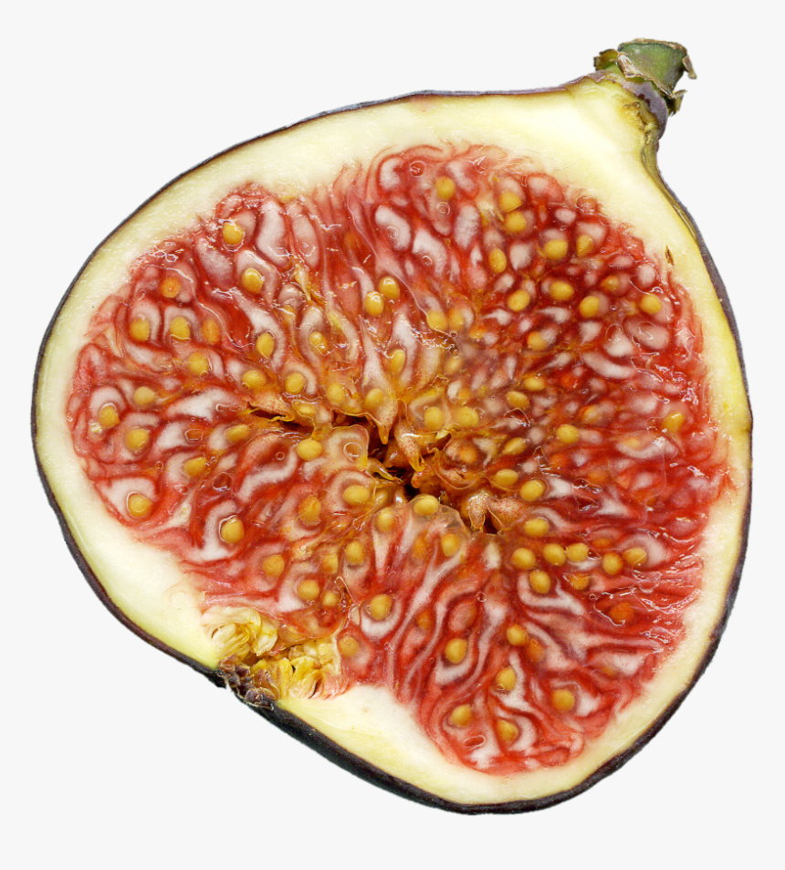 File - Feige-schnitt - Dead Wasps In Figs, HD Png Download