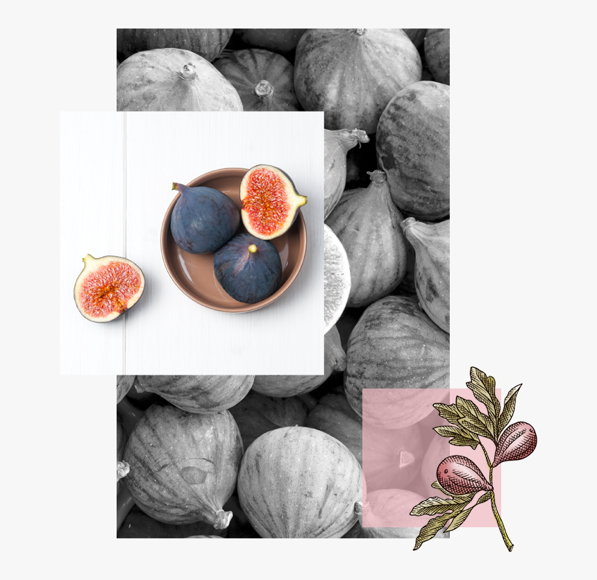 Common Fig, HD Png Download